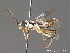  ( - BC ZSM HYM 11341)  @11 [ ] CreativeCommons - Attribution Non-Commercial Share-Alike (2010) Stefan Schmidt SNSB, Zoologische Staatssammlung Muenchen