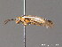  ( - BC ZSM HYM 11382)  @11 [ ] CreativeCommons - Attribution Non-Commercial Share-Alike (2010) Stefan Schmidt SNSB, Zoologische Staatssammlung Muenchen