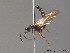  ( - BC ZSM HYM 11384)  @13 [ ] CreativeCommons - Attribution Non-Commercial Share-Alike (2010) Stefan Schmidt SNSB, Zoologische Staatssammlung Muenchen