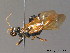  ( - BC ZSM HYM 11387)  @12 [ ] CreativeCommons - Attribution Non-Commercial Share-Alike (2010) Stefan Schmidt SNSB, Zoologische Staatssammlung Muenchen