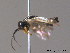  ( - BC ZSM HYM 11406)  @11 [ ] CreativeCommons - Attribution Non-Commercial Share-Alike (2010) Stefan Schmidt SNSB, Zoologische Staatssammlung Muenchen