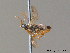  ( - BC ZSM HYM 11407)  @12 [ ] CreativeCommons - Attribution Non-Commercial Share-Alike (2010) Stefan Schmidt SNSB, Zoologische Staatssammlung Muenchen