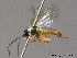  ( - BC ZSM HYM 11415)  @13 [ ] CreativeCommons - Attribution Non-Commercial Share-Alike (2010) Stefan Schmidt SNSB, Zoologische Staatssammlung Muenchen