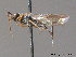  ( - BC ZSM HYM 11447)  @12 [ ] CreativeCommons - Attribution Non-Commercial Share-Alike (2010) Stefan Schmidt SNSB, Zoologische Staatssammlung Muenchen