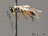  ( - BC ZSM HYM 11487)  @13 [ ] CreativeCommons - Attribution Non-Commercial Share-Alike (2010) Stefan Schmidt SNSB, Zoologische Staatssammlung Muenchen