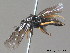  ( - BC ZSM HYM 11495)  @12 [ ] CreativeCommons - Attribution Non-Commercial Share-Alike (2010) Stefan Schmidt SNSB, Zoologische Staatssammlung Muenchen