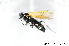  ( - BC ZSM HYM 11504)  @12 [ ] CreativeCommons - Attribution Non-Commercial Share-Alike (2010) Stefan Schmidt SNSB, Zoologische Staatssammlung Muenchen