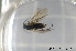  ( - BC ZSM HYM 11519)  @12 [ ] CreativeCommons - Attribution Non-Commercial Share-Alike (2010) Stefan Schmidt SNSB, Zoologische Staatssammlung Muenchen