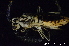  ( - BC ZSM HYM 11580)  @12 [ ] CreativeCommons - Attribution Non-Commercial Share-Alike (2010) Stefan Schmidt SNSB, Zoologische Staatssammlung Muenchen