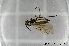  ( - BC ZSM HYM 11635)  @12 [ ] CreativeCommons - Attribution Non-Commercial Share-Alike (2010) Stefan Schmidt SNSB, Zoologische Staatssammlung Muenchen