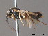  ( - BC ZSM HYM 11692)  @11 [ ] CreativeCommons - Attribution Non-Commercial Share-Alike (2010) Stefan Schmidt SNSB, Zoologische Staatssammlung Muenchen