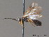  ( - BC ZSM HYM 11697)  @13 [ ] CreativeCommons - Attribution Non-Commercial Share-Alike (2010) Stefan Schmidt SNSB, Zoologische Staatssammlung Muenchen