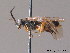  ( - BC ZSM HYM 11698)  @12 [ ] CreativeCommons - Attribution Non-Commercial Share-Alike (2010) Stefan Schmidt SNSB, Zoologische Staatssammlung Muenchen