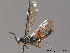  ( - BC ZSM HYM 11705)  @13 [ ] CreativeCommons - Attribution Non-Commercial Share-Alike (2010) Stefan Schmidt SNSB, Zoologische Staatssammlung Muenchen