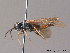  ( - BC ZSM HYM 11706)  @13 [ ] CreativeCommons - Attribution Non-Commercial Share-Alike (2010) Stefan Schmidt SNSB, Zoologische Staatssammlung Muenchen