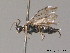 ( - BC ZSM HYM 11712)  @12 [ ] CreativeCommons - Attribution Non-Commercial Share-Alike (2010) Stefan Schmidt SNSB, Zoologische Staatssammlung Muenchen