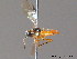  ( - BC ZSM HYM 11737)  @12 [ ] CreativeCommons - Attribution Non-Commercial Share-Alike (2010) Stefan Schmidt SNSB, Zoologische Staatssammlung Muenchen