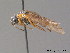  ( - BC ZSM HYM 11745)  @12 [ ] CreativeCommons - Attribution Non-Commercial Share-Alike (2010) Stefan Schmidt SNSB, Zoologische Staatssammlung Muenchen