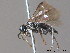  ( - BC ZSM HYM 11750)  @12 [ ] CreativeCommons - Attribution Non-Commercial Share-Alike (2010) Stefan Schmidt SNSB, Zoologische Staatssammlung Muenchen