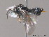  ( - BC ZSM HYM 11751)  @12 [ ] CreativeCommons - Attribution Non-Commercial Share-Alike (2010) Stefan Schmidt SNSB, Zoologische Staatssammlung Muenchen