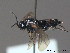  ( - BC ZSM HYM 11752)  @12 [ ] CreativeCommons - Attribution Non-Commercial Share-Alike (2010) Stefan Schmidt SNSB, Zoologische Staatssammlung Muenchen