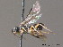  ( - BC ZSM HYM 11758)  @11 [ ] CreativeCommons - Attribution Non-Commercial Share-Alike (2010) Stefan Schmidt SNSB, Zoologische Staatssammlung Muenchen