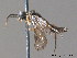  ( - BC ZSM HYM 11760)  @11 [ ] CreativeCommons - Attribution Non-Commercial Share-Alike (2010) Stefan Schmidt SNSB, Zoologische Staatssammlung Muenchen