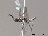  ( - BC ZSM HYM 11776)  @13 [ ] CreativeCommons - Attribution Non-Commercial Share-Alike (2010) Stefan Schmidt SNSB, Zoologische Staatssammlung Muenchen