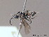  (Empria sexpunctata - BC ZSM HYM 11778)  @13 [ ] CreativeCommons - Attribution Non-Commercial Share-Alike (2010) Stefan Schmidt SNSB, Zoologische Staatssammlung Muenchen