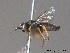  ( - BC ZSM HYM 11781)  @12 [ ] CreativeCommons - Attribution Non-Commercial Share-Alike (2010) Stefan Schmidt SNSB, Zoologische Staatssammlung Muenchen