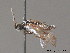  (Empria alpina - BC ZSM HYM 11793)  @12 [ ] CreativeCommons - Attribution Non-Commercial Share-Alike (2010) Stefan Schmidt SNSB, Zoologische Staatssammlung Muenchen