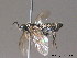  ( - BC ZSM HYM 11805)  @13 [ ] CreativeCommons - Attribution Non-Commercial Share-Alike (2010) Stefan Schmidt SNSB, Zoologische Staatssammlung Muenchen