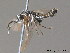  ( - BC ZSM HYM 11806)  @12 [ ] CreativeCommons - Attribution Non-Commercial Share-Alike (2010) Stefan Schmidt SNSB, Zoologische Staatssammlung Muenchen