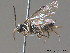  ( - BC ZSM HYM 11808)  @12 [ ] CreativeCommons - Attribution Non-Commercial Share-Alike (2010) Stefan Schmidt SNSB, Zoologische Staatssammlung Muenchen