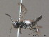  (Empria aridicola - BC ZSM HYM 11810)  @13 [ ] CreativeCommons - Attribution Non-Commercial Share-Alike (2010) Stefan Schmidt SNSB, Zoologische Staatssammlung Muenchen