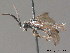  (Empria liturata - BC ZSM HYM 11811)  @14 [ ] CreativeCommons - Attribution Non-Commercial Share-Alike (2010) Stefan Schmidt SNSB, Zoologische Staatssammlung Muenchen