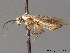  ( - BC ZSM HYM 11812)  @13 [ ] CreativeCommons - Attribution Non-Commercial Share-Alike (2010) Stefan Schmidt SNSB, Zoologische Staatssammlung Muenchen