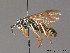  ( - BC ZSM HYM 11817)  @12 [ ] CreativeCommons - Attribution Non-Commercial Share-Alike (2010) Stefan Schmidt SNSB, Zoologische Staatssammlung Muenchen
