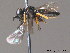  ( - BC ZSM HYM 11872)  @12 [ ] CreativeCommons - Attribution Non-Commercial Share-Alike (2010) Stefan Schmidt SNSB, Zoologische Staatssammlung Muenchen