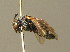  ( - BC ZSM HYM 00133)  @11 [ ] CreativeCommons - Attribution Non-Commercial Share-Alike (2010) Unspecified SNSB, Zoologische Staatssammlung Muenchen