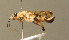  ( - BC ZSM HYM 00154)  @11 [ ] CreativeCommons - Attribution Non-Commercial Share-Alike (2010) Unspecified SNSB, Zoologische Staatssammlung Muenchen