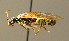  ( - BC ZSM HYM 00161)  @13 [ ] CreativeCommons - Attribution Non-Commercial Share-Alike (2010) Unspecified SNSB, Zoologische Staatssammlung Muenchen