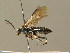  ( - BC ZSM HYM 00180)  @13 [ ] CreativeCommons - Attribution Non-Commercial Share-Alike (2010) Unspecified SNSB, Zoologische Staatssammlung Muenchen
