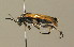  ( - BC ZSM HYM 00186)  @13 [ ] CreativeCommons - Attribution Non-Commercial Share-Alike (2010) Unspecified SNSB, Zoologische Staatssammlung Muenchen