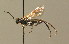  ( - BC ZSM HYM 00187)  @13 [ ] CreativeCommons - Attribution Non-Commercial Share-Alike (2010) Unspecified SNSB, Zoologische Staatssammlung Muenchen
