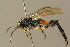  ( - BC ZSM HYM 00190)  @12 [ ] CreativeCommons - Attribution Non-Commercial Share-Alike (2010) Unspecified SNSB, Zoologische Staatssammlung Muenchen