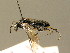  ( - BC ZSM HYM 01142)  @12 [ ] CreativeCommons - Attribution Non-Commercial Share-Alike (2010) Unspecified SNSB, Zoologische Staatssammlung Muenchen