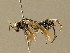  ( - BC ZSM HYM 01143)  @12 [ ] CreativeCommons - Attribution Non-Commercial Share-Alike (2010) Unspecified SNSB, Zoologische Staatssammlung Muenchen