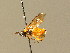  ( - BC ZSM HYM 01161)  @12 [ ] CreativeCommons - Attribution Non-Commercial Share-Alike (2010) Unspecified SNSB, Zoologische Staatssammlung Muenchen