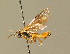  ( - BC ZSM HYM 01207)  @12 [ ] CreativeCommons - Attribution Non-Commercial Share-Alike (2010) Unspecified SNSB, Zoologische Staatssammlung Muenchen